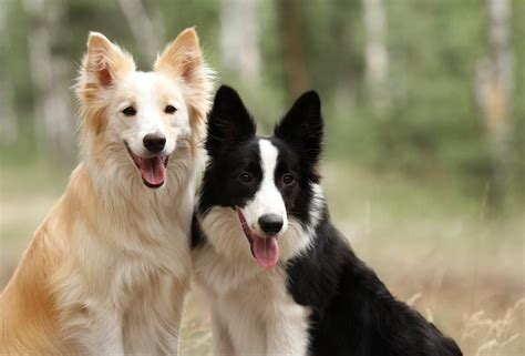 are border collies double coated.